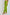 Women Regular Fit Pant - Green